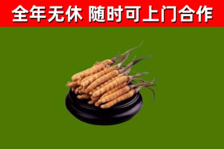 相城回收散虫草