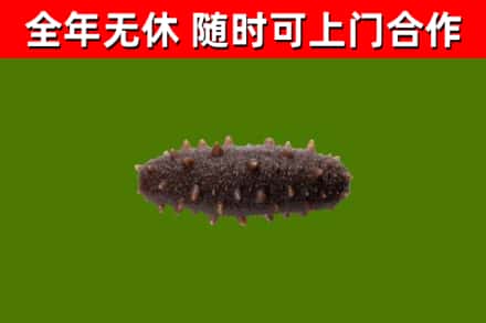 相城回收海参干